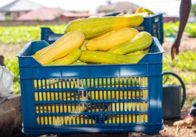 Harvested Squash In Crates