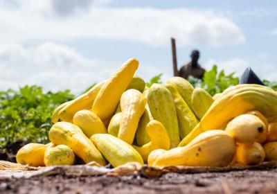 Harvested Squash Ready For Transport