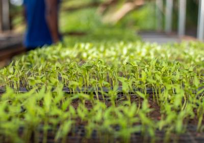 Seedlings Ready For Planting